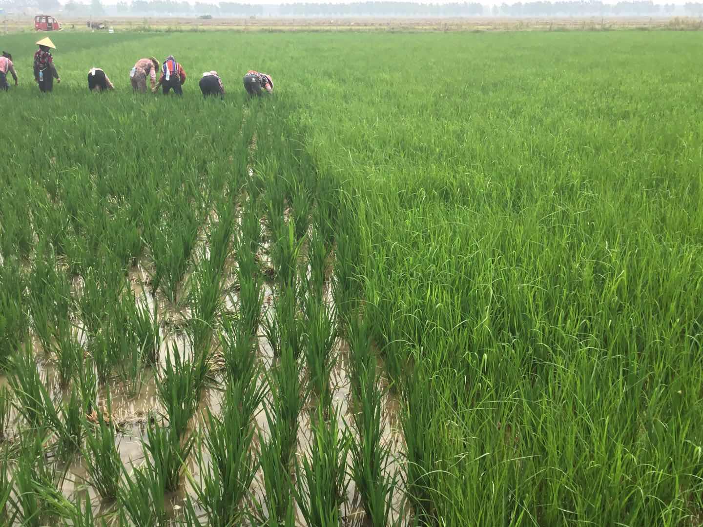 喜欢你身上淡淡稻草味道〔普通装〕(图6)