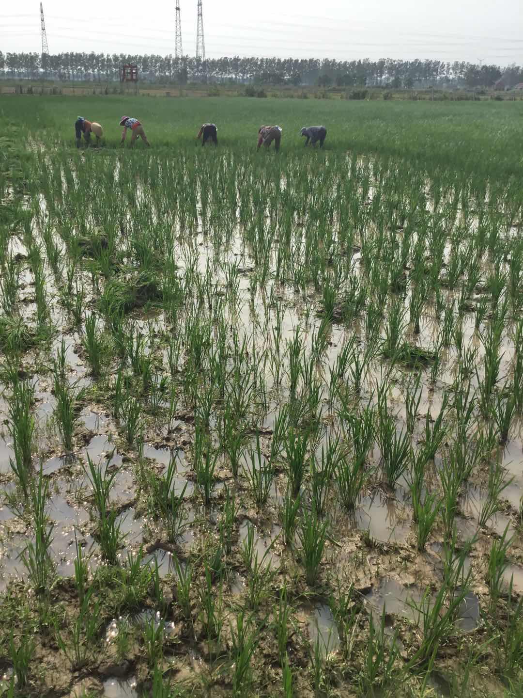 喜欢你身上淡淡稻草味道〔普通装〕(图9)