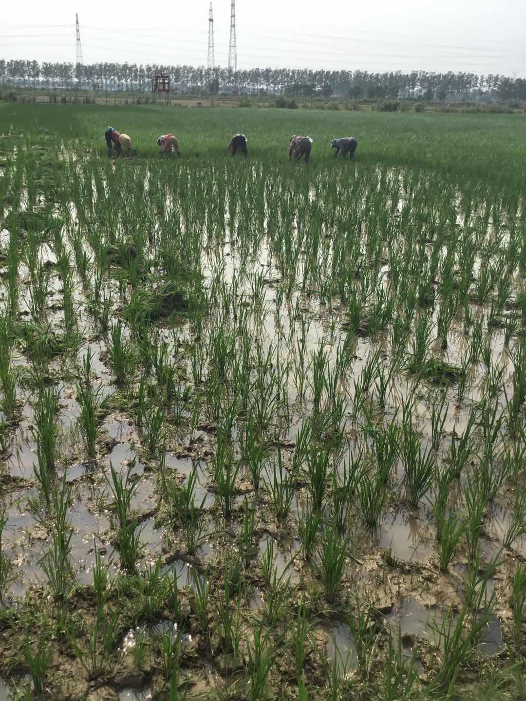 喜欢你身上淡淡稻草味道〔普通装〕(图8)