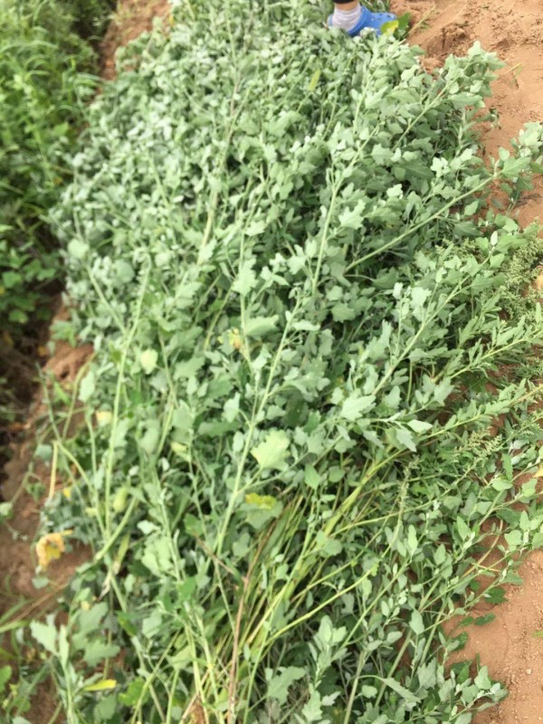 田里的杂草，等待雨水浸湿腐烂，微生物分解还田