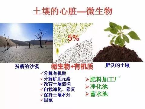 土壤中微生物的功能