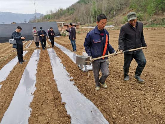 陕西太白：“漂浮育苗”助力10万亩蔬菜提质增产(图4)